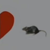 PancitoPoko